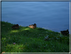 foto Lago di Bled